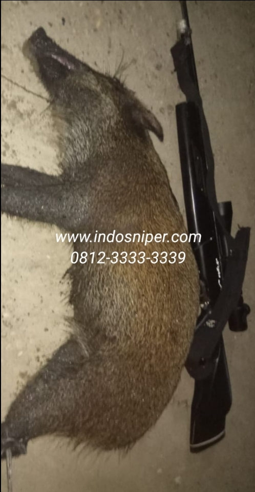 Jual Senapan Angin Terbaik Indonesia: Panduan Safety untuk Pemula