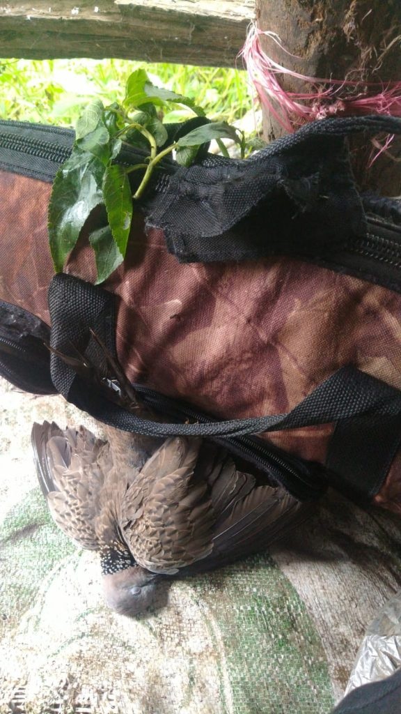 Jual Senapan Angin di Kabupaten Asahan